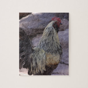Rooster Jigsaw Puzzle