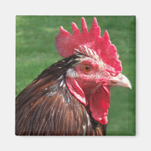 Rooster Magnet
