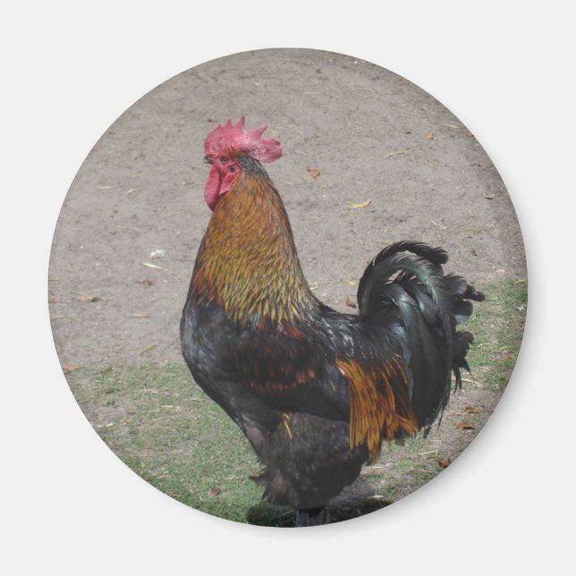 rooster magnet (Front)