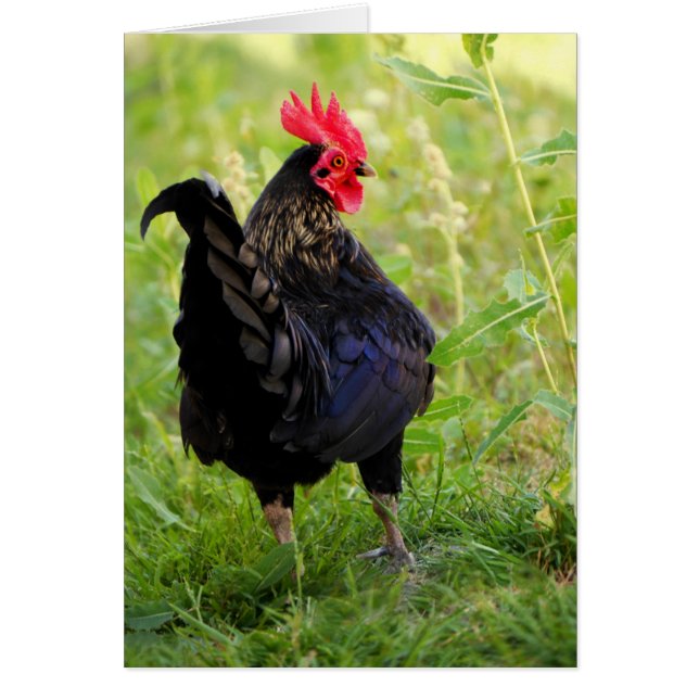 Rooster Portrait (Front)