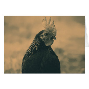 Rooster Portrait