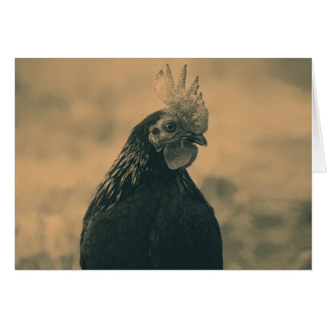 Rooster Portrait (Front Horizontal)
