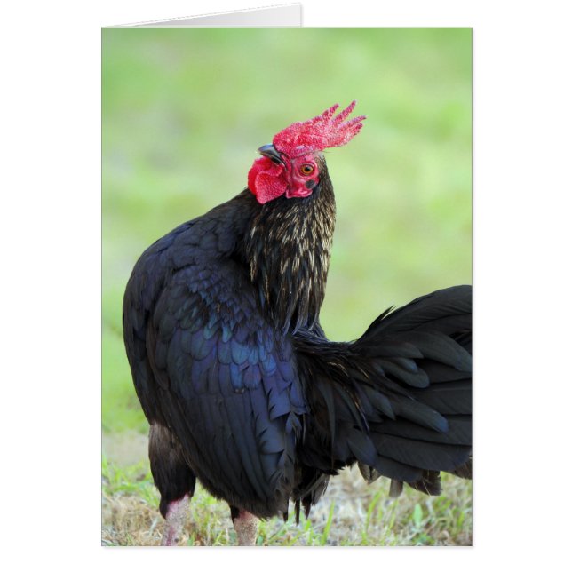 Rooster Portrait (Front)