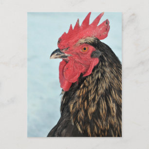 Rooster Postcard