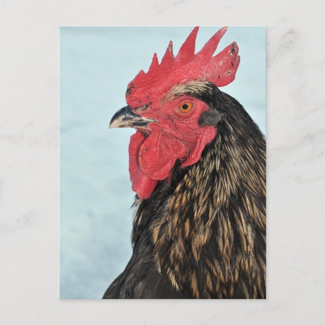 Rooster Postcard (Front)