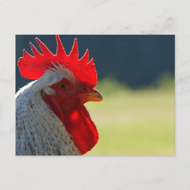 Rooster Postcard (Front)