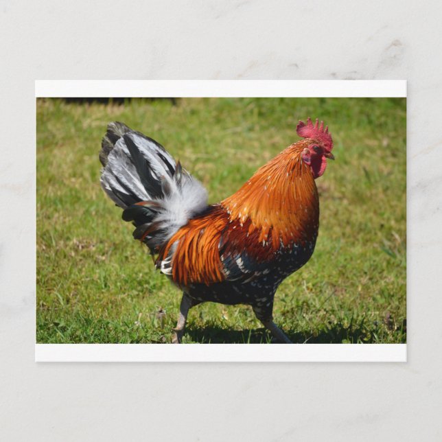 Rooster Postcard (Front)