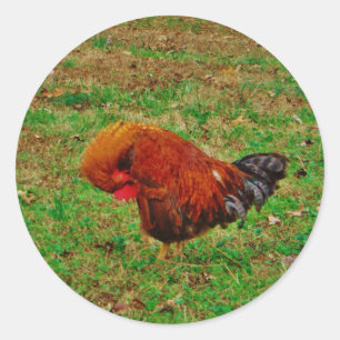 Rooster Preening Classic Round Sticker