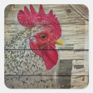 Rooster Rustic Chicken Coop Barn Board Square Sticker