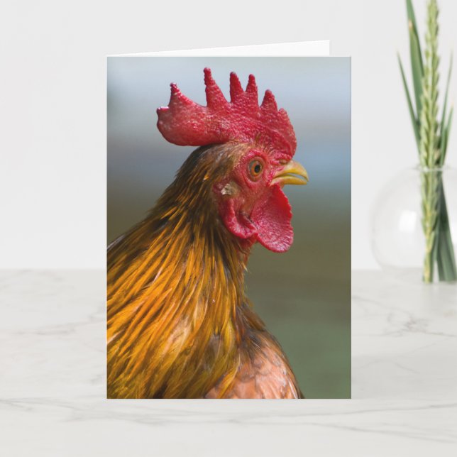 Rooster Says Hi Card (Front)