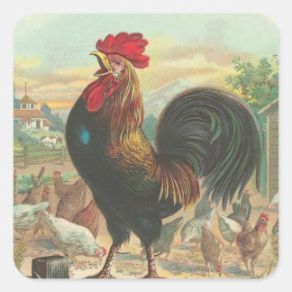 Rooster Square Sticker