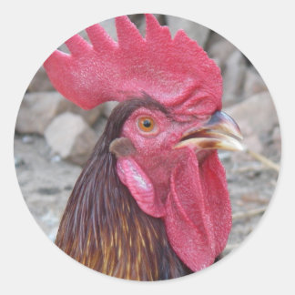 Rooster Sticker
