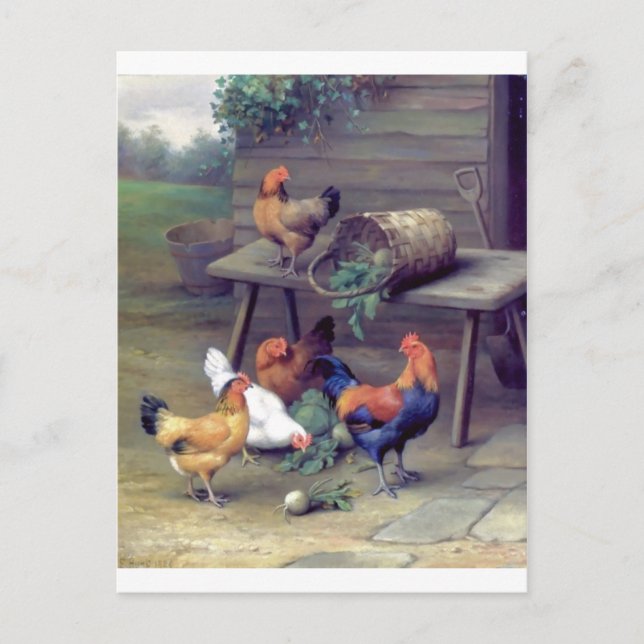 Rooster Turnip Basket Hens Postcard (Front)