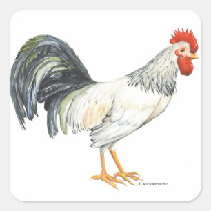 Rooster white with Black Tail Feathers Square Sticker