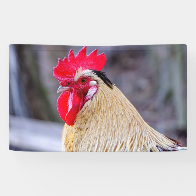 Rooster with Cockscomb Banner (Horizontal)