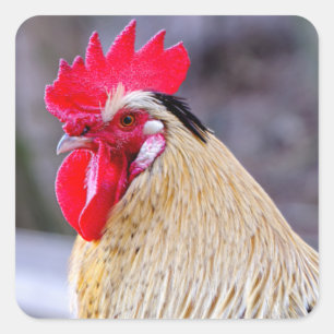 Rooster with Cockscomb Square Sticker