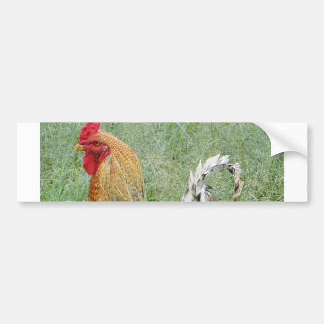 Roosters Bumper Sticker (Front)