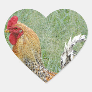 Roosters Heart Sticker