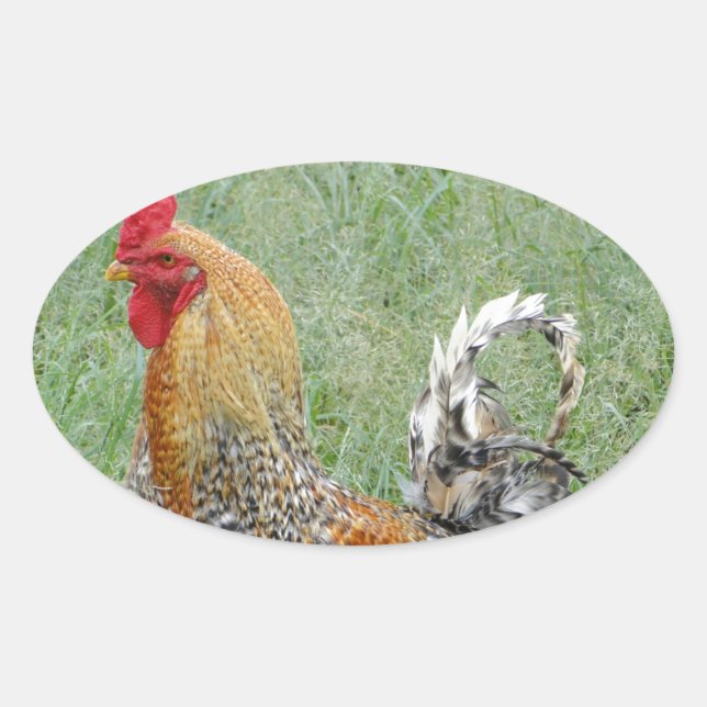 Roosters Oval Sticker (Front)