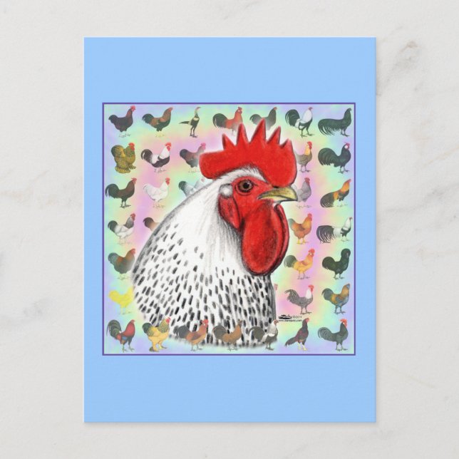 Roosters! Postcard (Front)