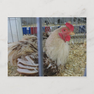 Roosting Hen Postcard