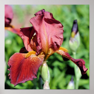 Root Beer Bearded Iris Flower Poster