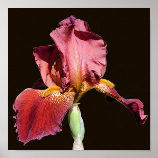 Root Beer Bearded Iris Flower  Poster (Front)