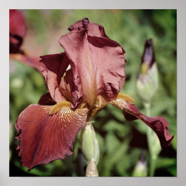 Root Beer Bearded Iris In Sunlight Poster (Front)