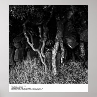 Roots Near Barn, September 1965 by Ansel Adams Poster