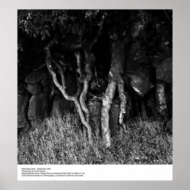 Roots Near Barn, September 1965 by Ansel Adams Poster (Front)