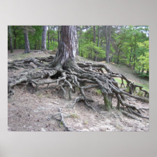 Roots Poster