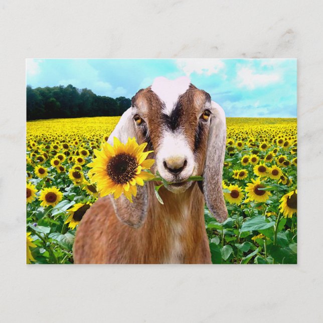 "Rory" Postcard (Front)