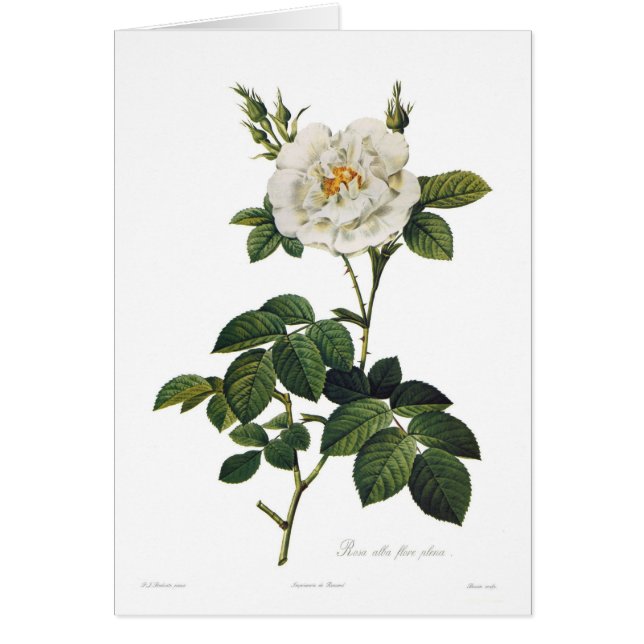Rosa alba flore plena (Front)