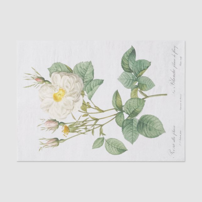 Rosa alba foliacea tissue paper (Front)