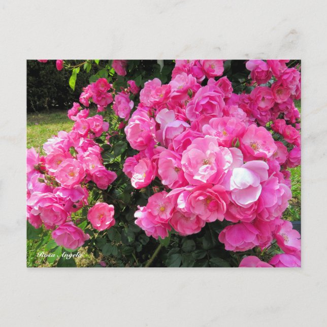 Rosa Angela [Postcard] Postcard (Front)