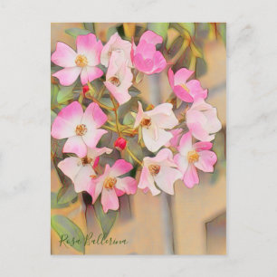 Rosa Ballerina [Postcard] Postcard