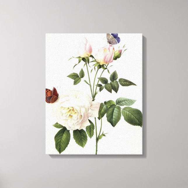 Rosa: Bengale the Hymenes Canvas Print (Front)