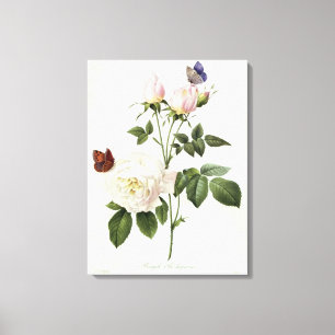 Rosa: Bengale the Hymenes Canvas Print