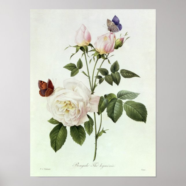 Rosa: Bengale the Hymenes Poster (Front)