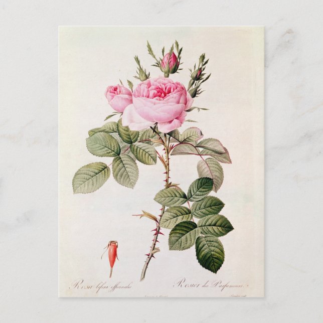Rosa Bifera Officinalis, from 'Les Roses' Postcard (Front)