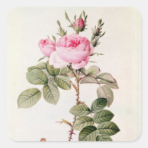 Rosa Bifera Officinalis, from 'Les Roses' Square Sticker