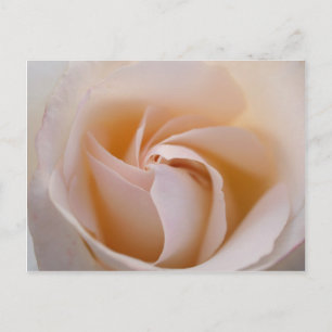 Rosa blanca postcard