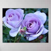 Rosa Blue Bajou [Archive Heavy Weight Paper]