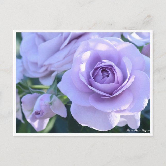 Rosa Blue Bajou Postcard (Front)