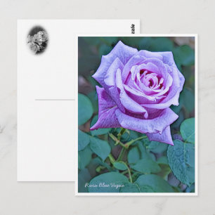 Rosa Blue Vague Postcard