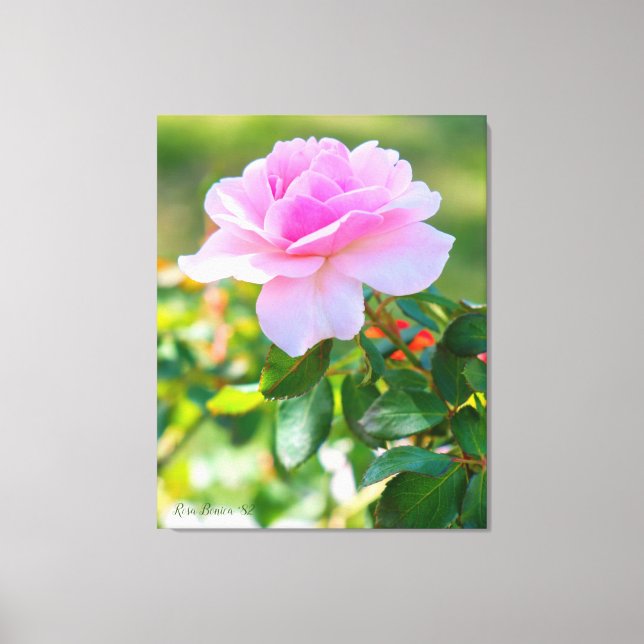 Rosa Bonica '82 Canvas Print (Front)