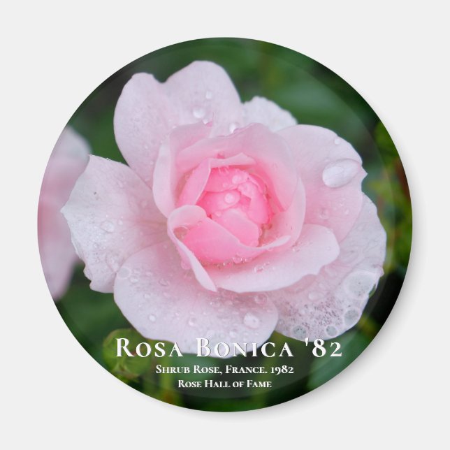 Rosa Bonica '82 Magnet (Front)