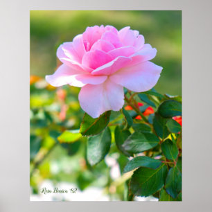 Rosa Bonica '82 Poster