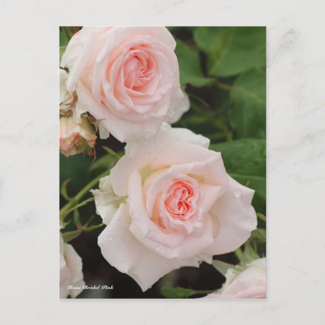 Rosa Bridal Pink Postcard (Front)
