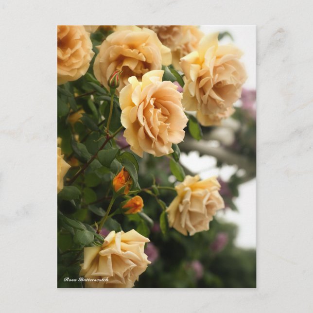 Rosa Butterscotch Postcard (Front)